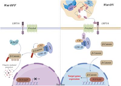 Wnt/β-Catenin signaling pathway in hepatocellular carcinoma: pathogenic role and therapeutic target